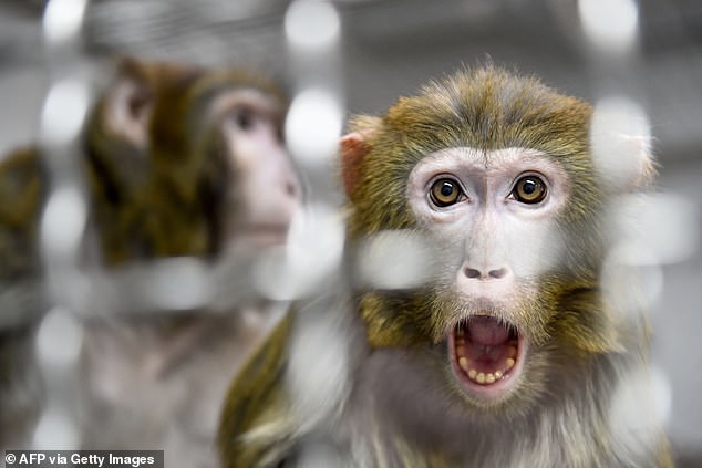 Mass-euthanisation of 27 Monkeys in a Day  Image Credit : Sunil Kumar
