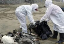 Rare case of bird flu has caused widespread panic in the US, leaving people stunned. Rare case of bird flu has caused widespread panic in the US, leaving people stunned.